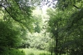 Forêt des Dhuits